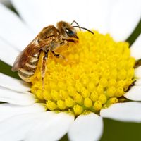 Wildblumenwiese, Insekten, Umweltschutz, Fridays for future, Bienen, Fotografie, Art, Kunst, Fine Art Print, Kelheim, Ingolf Keller
